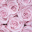 Rosas Gerânio | Eau de parfum