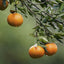 Grapefruit Mandarina | Eau de parfum